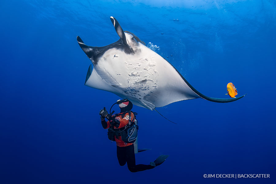 ©Erin Quigley - Socorro Islands Mexico - Nautilus Explorer - School of Fish