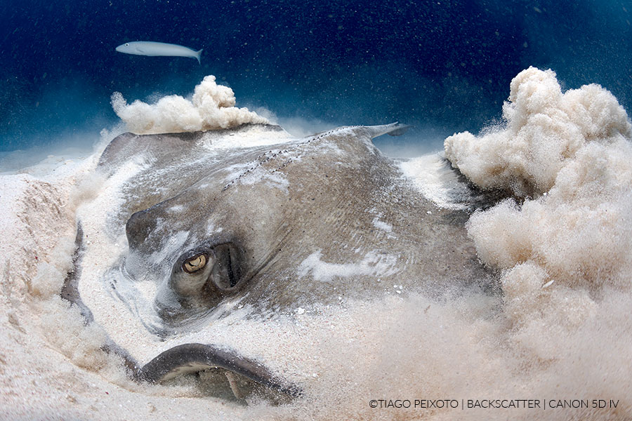 ©Tiago Peixoto - How to shoot stingrays in little cayman - JUST STINGRAYS