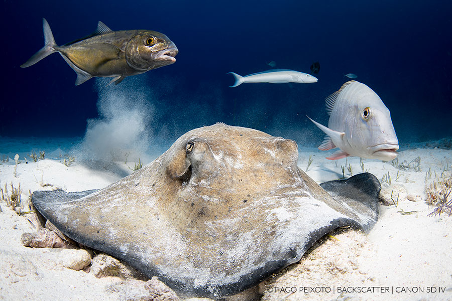©Tiago Peixoto - How to shoot stingrays in little cayman - Capturing a stingray ©Tiago Peixoto - How to shoot stingrays in little cayman - Capturing a stingray