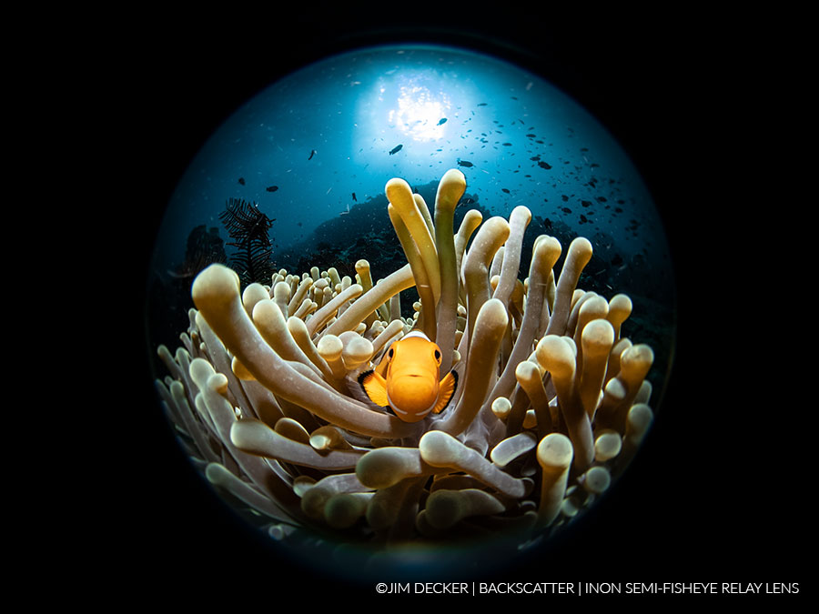 ©Jim Decker - Saga Magic Ball Review - Clown Fish