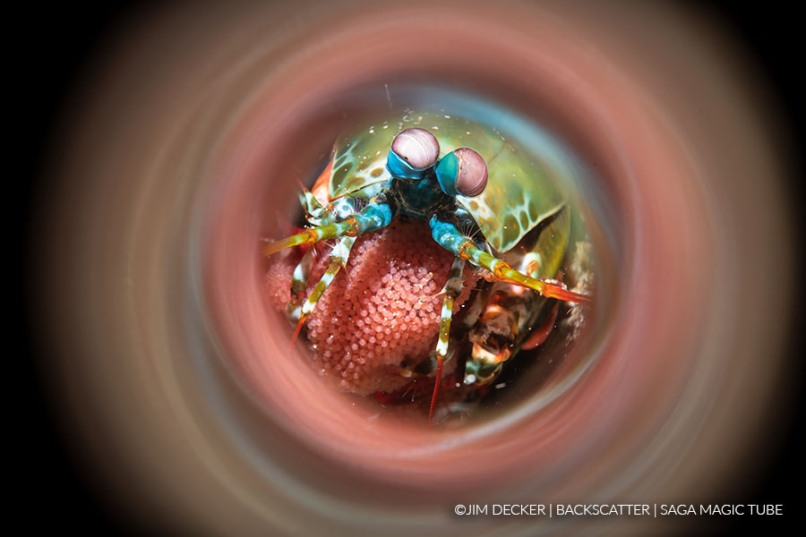 ©Jim Decker - Saga Magic Ball Review - Mantis Shrimp