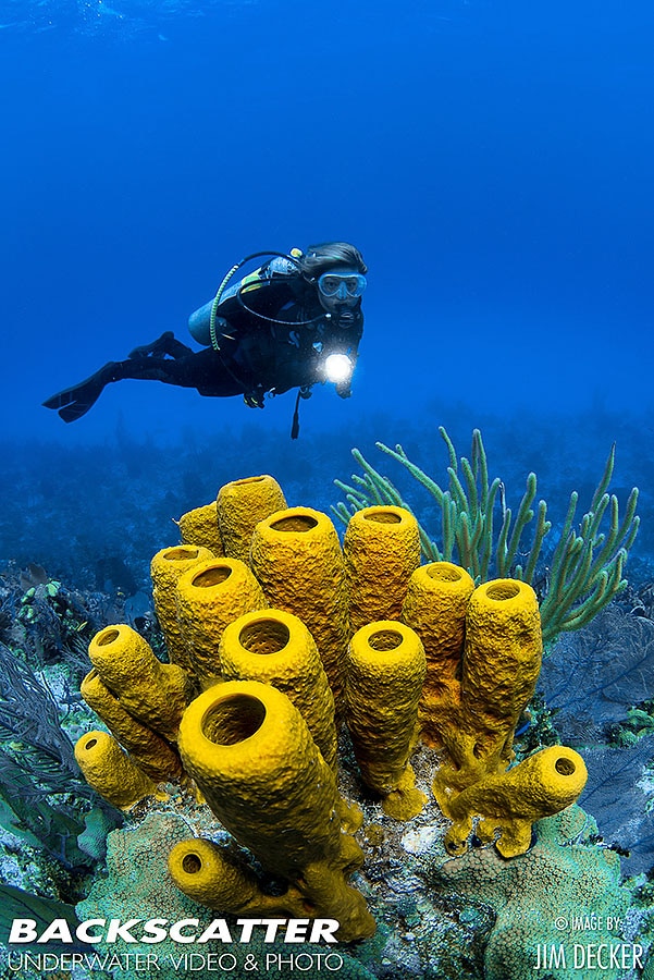 WideAngle Easy Tips for Underwater Photos Underwater Photography