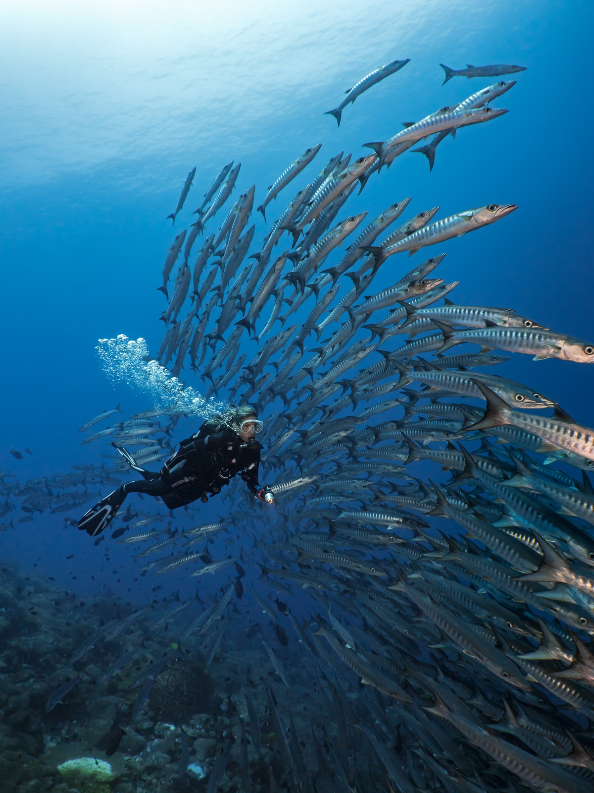 Copyright Kevin Palmer Nauticam WWL-1 Barracuda