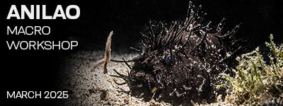 Anilao - March 15-25 & 25-29, 2025