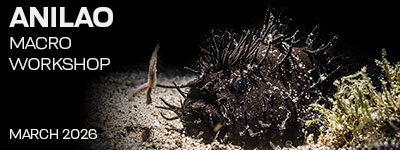 Anilao Philippines – March 8-22, 2026