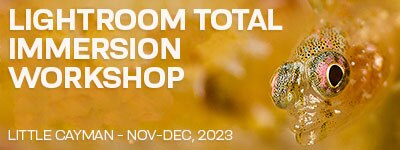Little Cayman - Nov 25 - Dec 2 & Dec 2-9, 2023