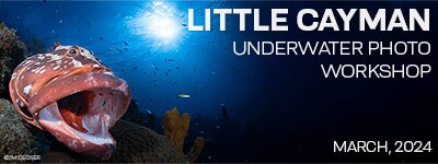 Little Cayman - March 2-9 & 9-16, 2024