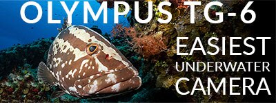 EASIEST UNDERWATER CAMERA - Olympus TG-6 Camera Review