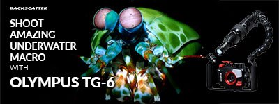 10 MINUTES TO BETTER MACRO! Quick Tips For Olympus TG-6