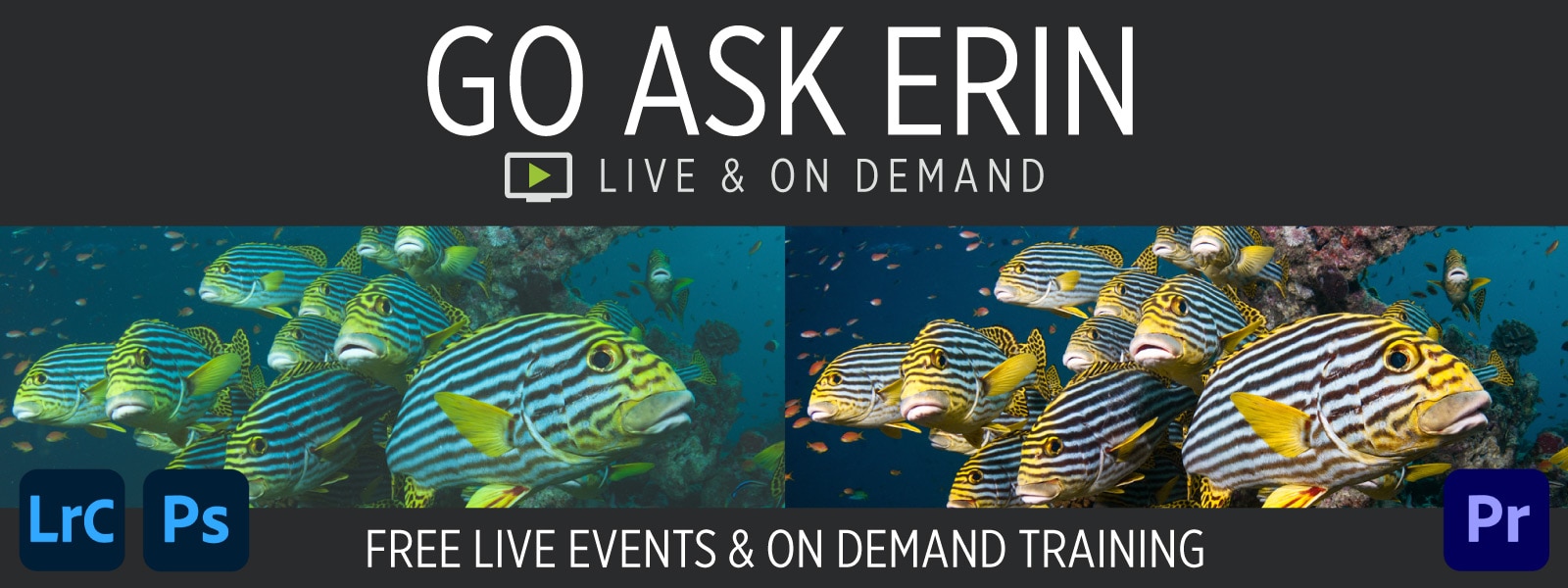 Go Ask Erin - Free Live Events and On Demand Training