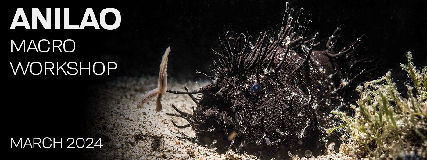 Macro & Blackwater Underwater Photography Workshops - Crystal Blue Resort – Anilao Philippines – March 16-26 / 26-30, 2024