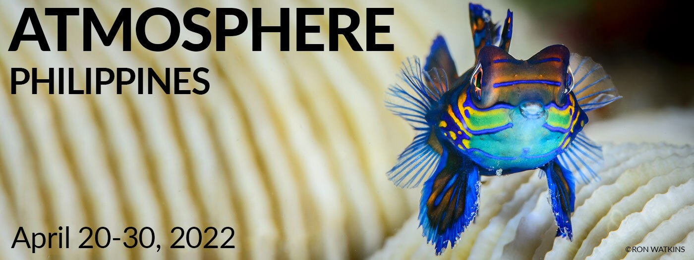 Atmosphere Resort Philippines April 20 30 2022 Underwater Photography Backscatter