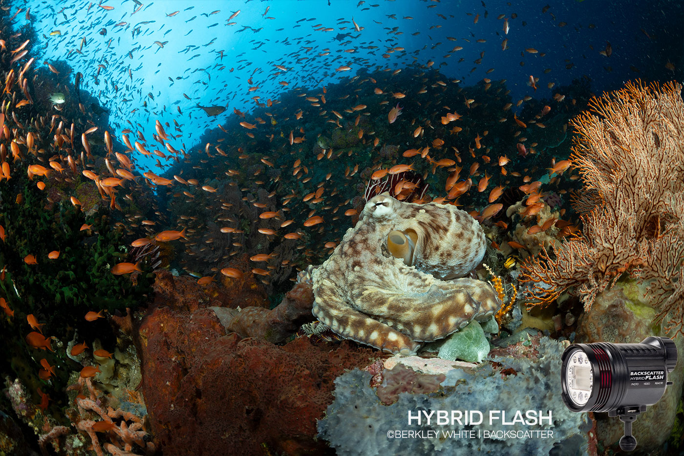 Backscatter Hybrid Flash Underwater Strobe & Video Light Review