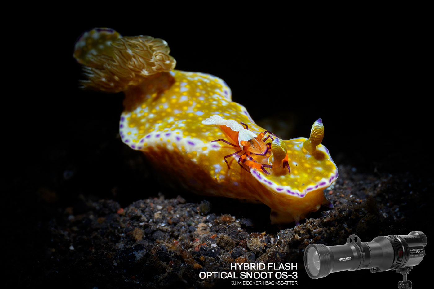 Backscatter Hybrid Flash Underwater Optical Snoot Review