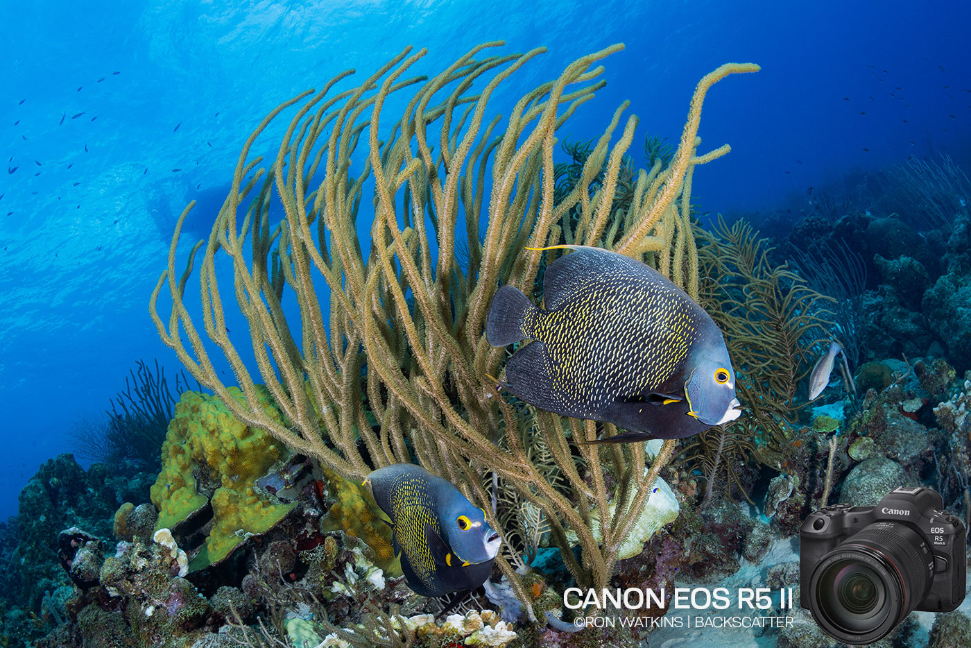 Pro Photographer's First Dives with a Mirrorless Camera