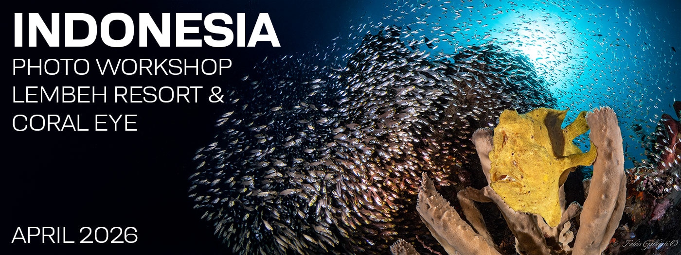 Lembeh Resort & Coral Eye Marine Outpost – North Sulawesi Indonesia - April 13-27, 2026