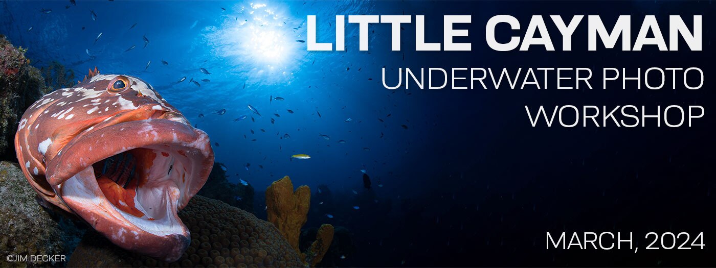 Underwater Photography Workshop - Little Cayman Beach Resort - March 2-9 & 9-16, 2024