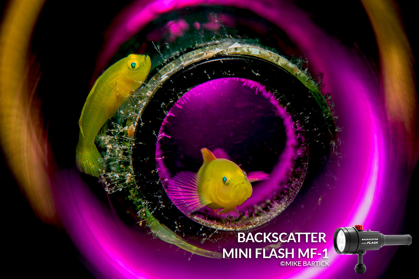 Backscatter Mini Flash Demo Squad Images