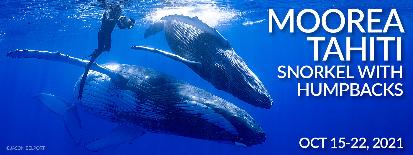 Moorea Tahiti Snorkel with Humpback Whales October 1522, 2021