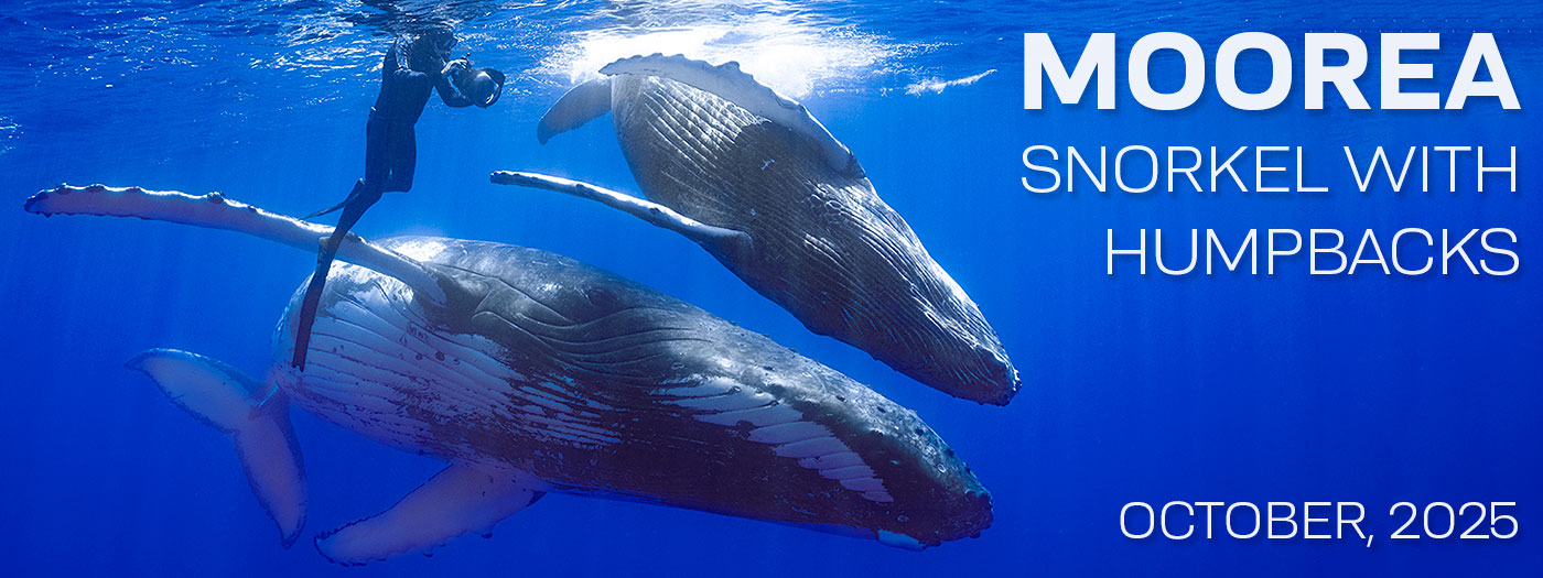 Moorea Tahiti – Snorkel with Humpback Whales – Oct. 25 – Nov 1, 2025