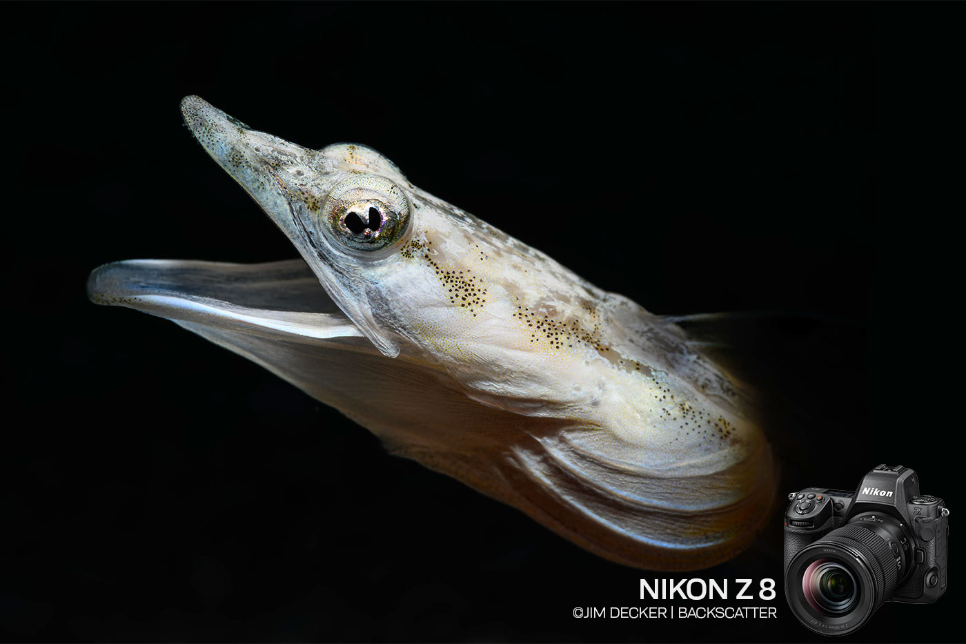 Nikon Z 8 Underwater Camera Review