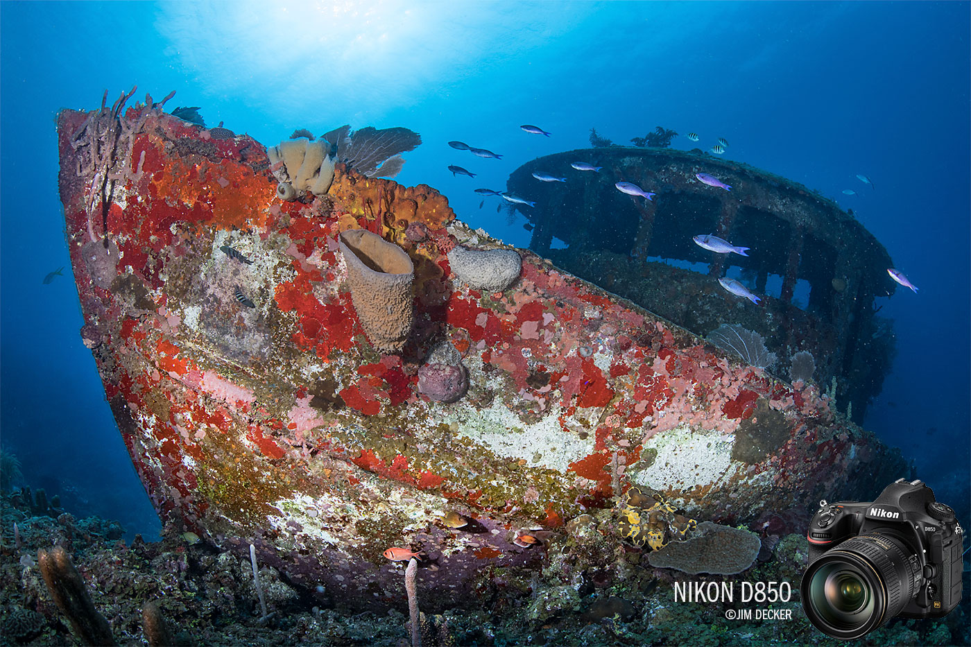 Nikon Z50 Underwater Review - Bluewater Photo