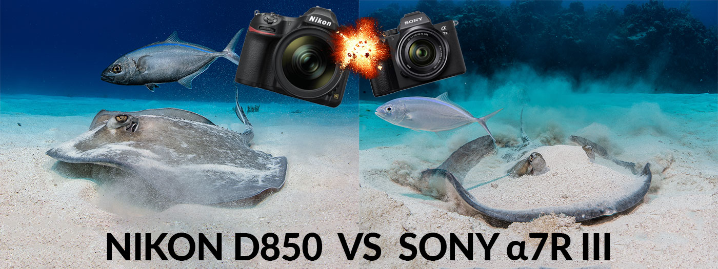 Nikon D850 DSLR Camera VS Sony a7R III Mirrorless Camera Underwater Comparison