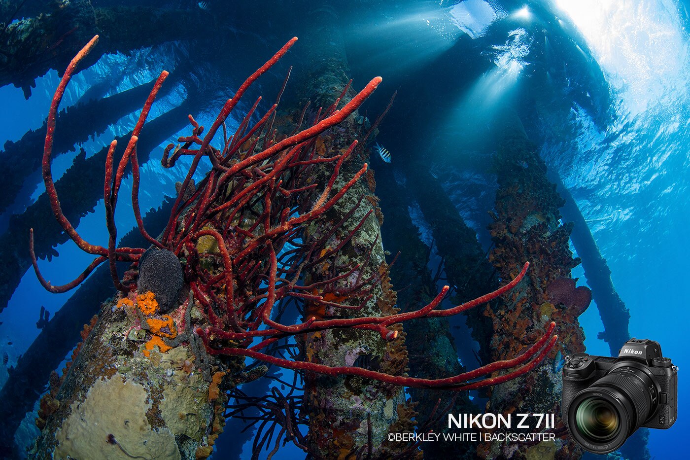 Nikon Z7 II Underwater Camera Review