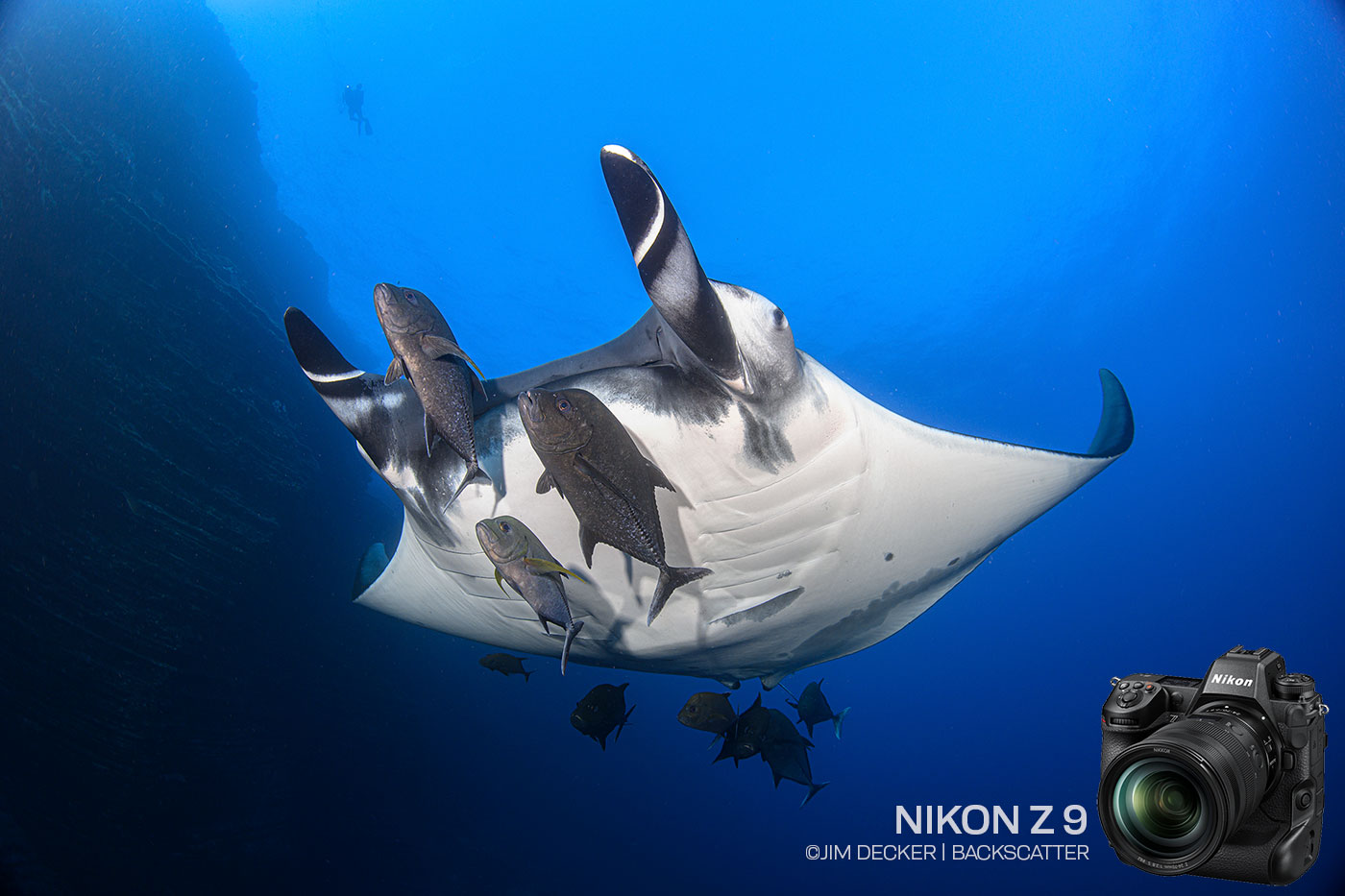 Nikon Z9 Underwater Camera Review