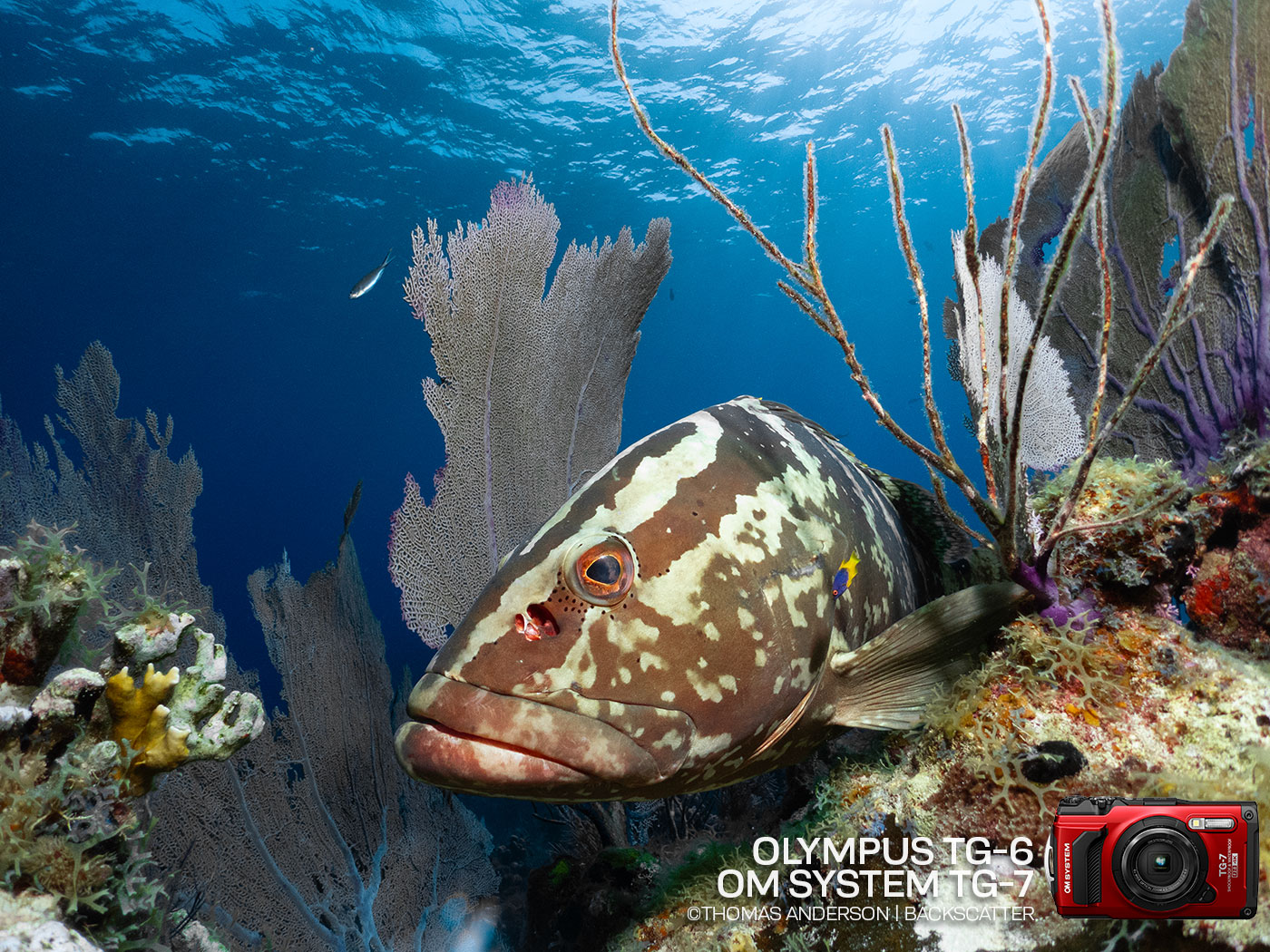 OM System TG-7 & Olympus TG-6 Review: The Easiest Underwater Compact Camera