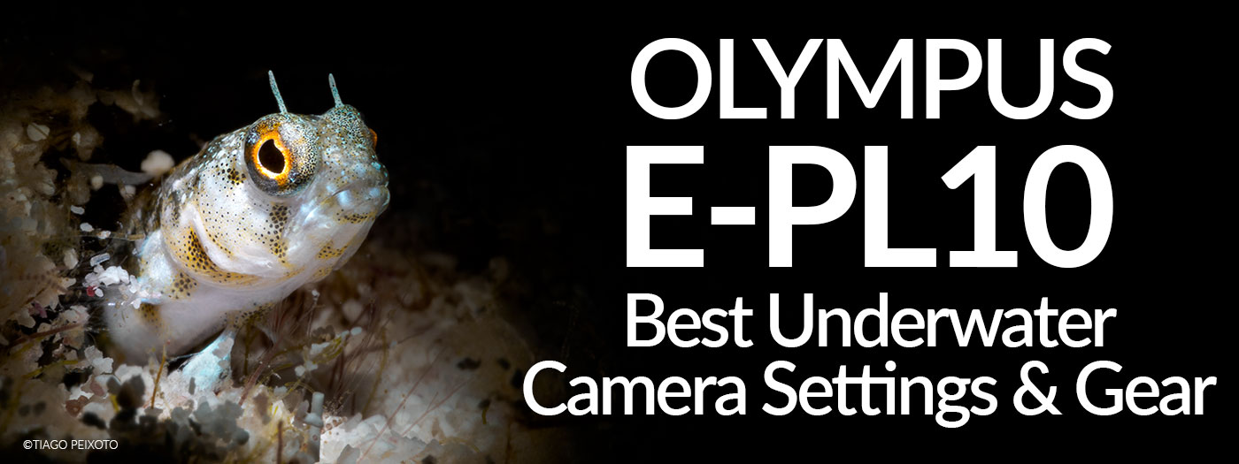 Olympus PEN E-PL10 Best Underwater Camera Settings & Gear