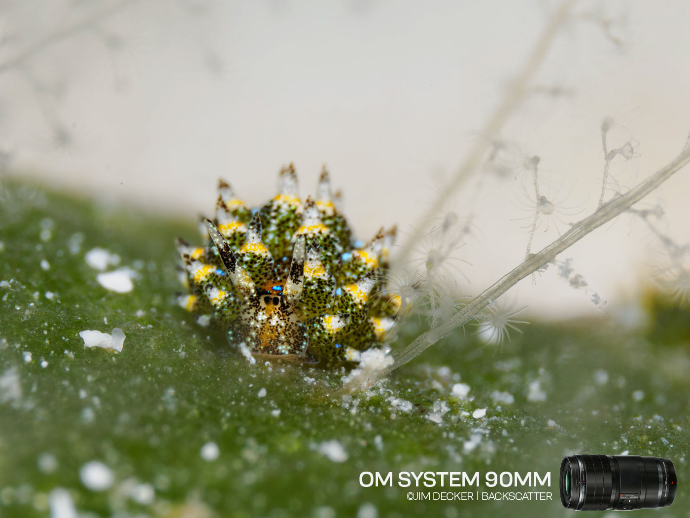 OM System 90mm Macro Lens Underwater Review