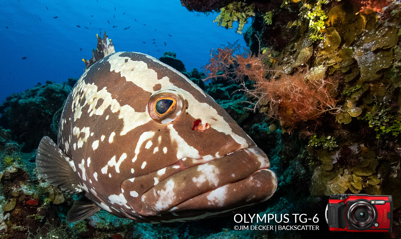 Olympus TG-6 Review: The Easiest Underwater Compact Camera