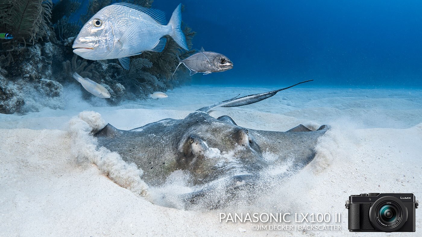 Panasonic LX100 II Underwater Camera - Underwater Photography - Backscatter