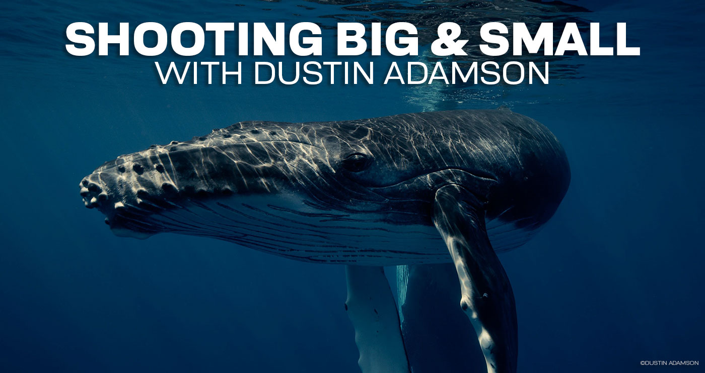 Interviews with the Pros: Shooting Subjects Big and Small with Dustin Adamson