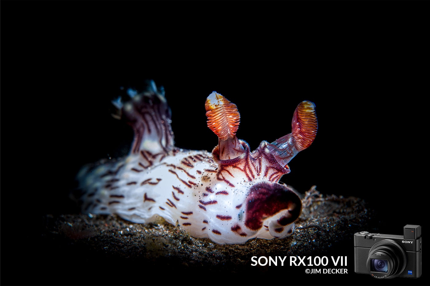 Sony RX100 VII Underwater Camera Review - Underwater Photography -  Backscatter