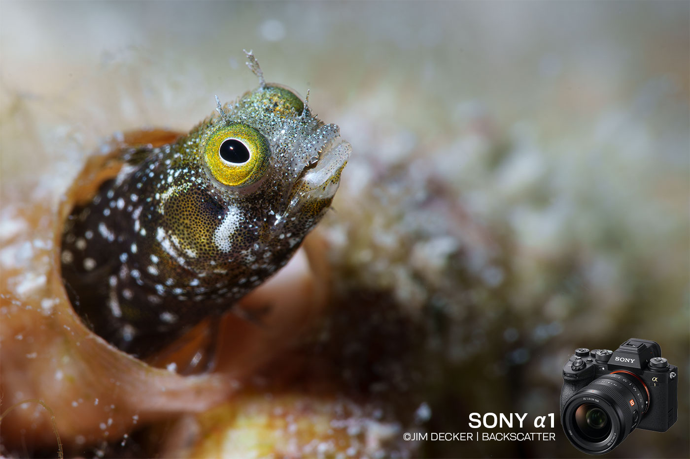 Sony a1 Underwater Camera Review