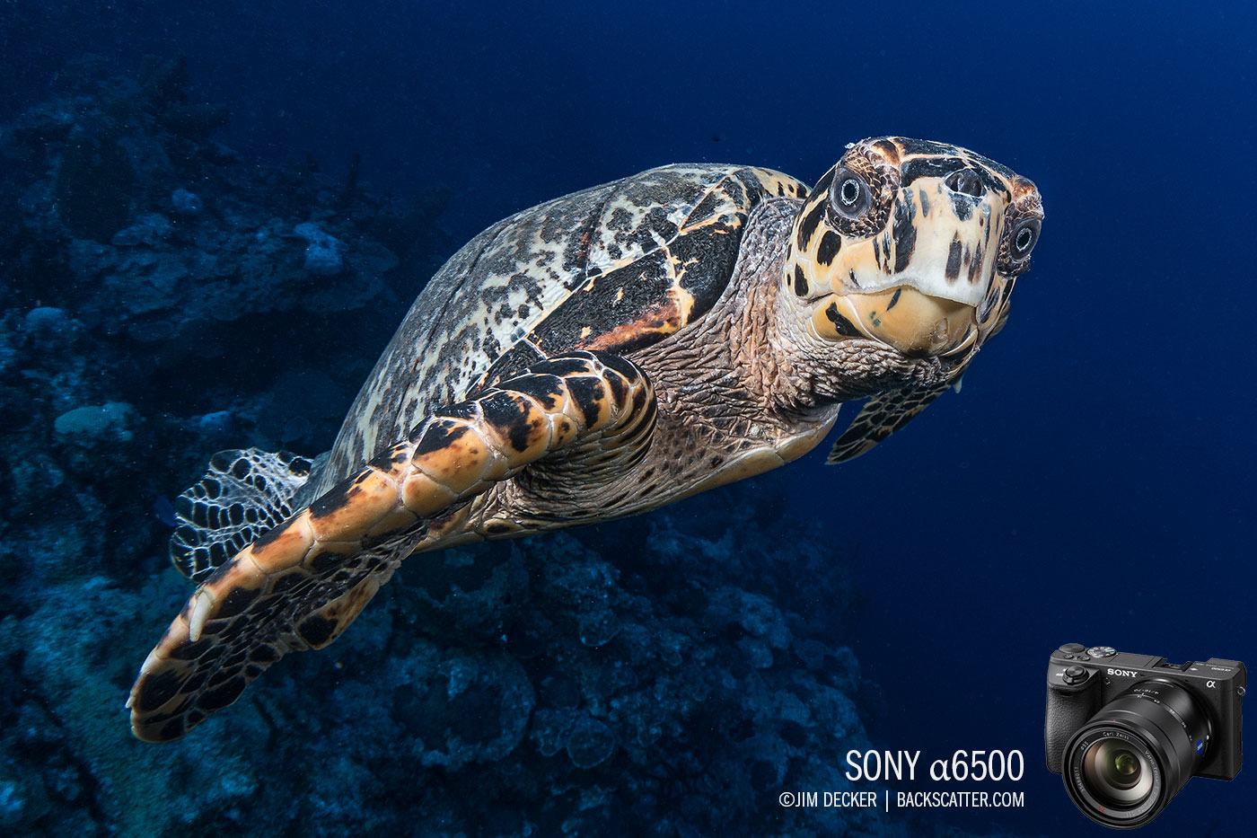 Sony a6100 Review - Underwater Photography Guide