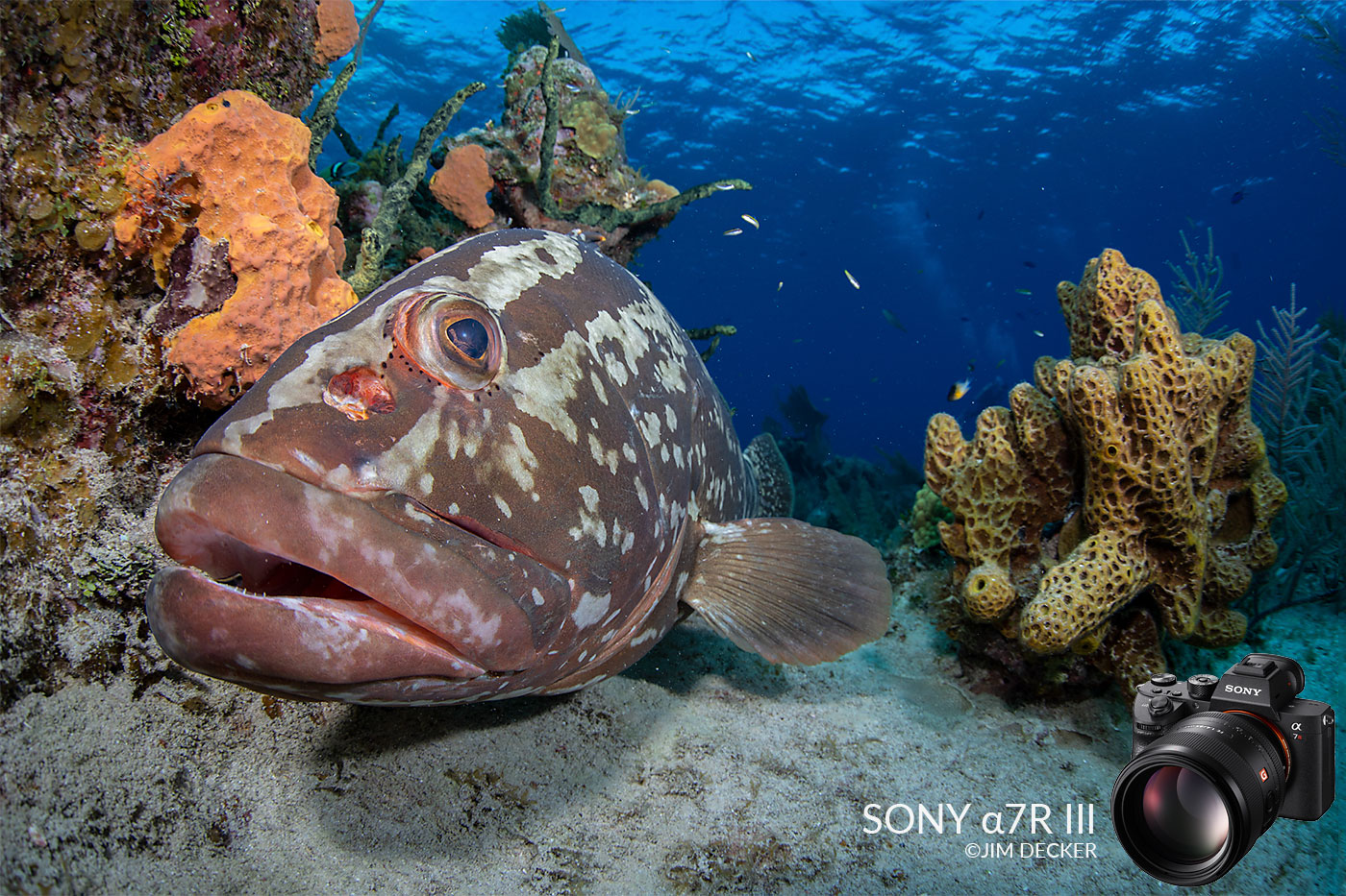 Sony a7R III Underwater Camera Review - Underwater Photography - Backscatter