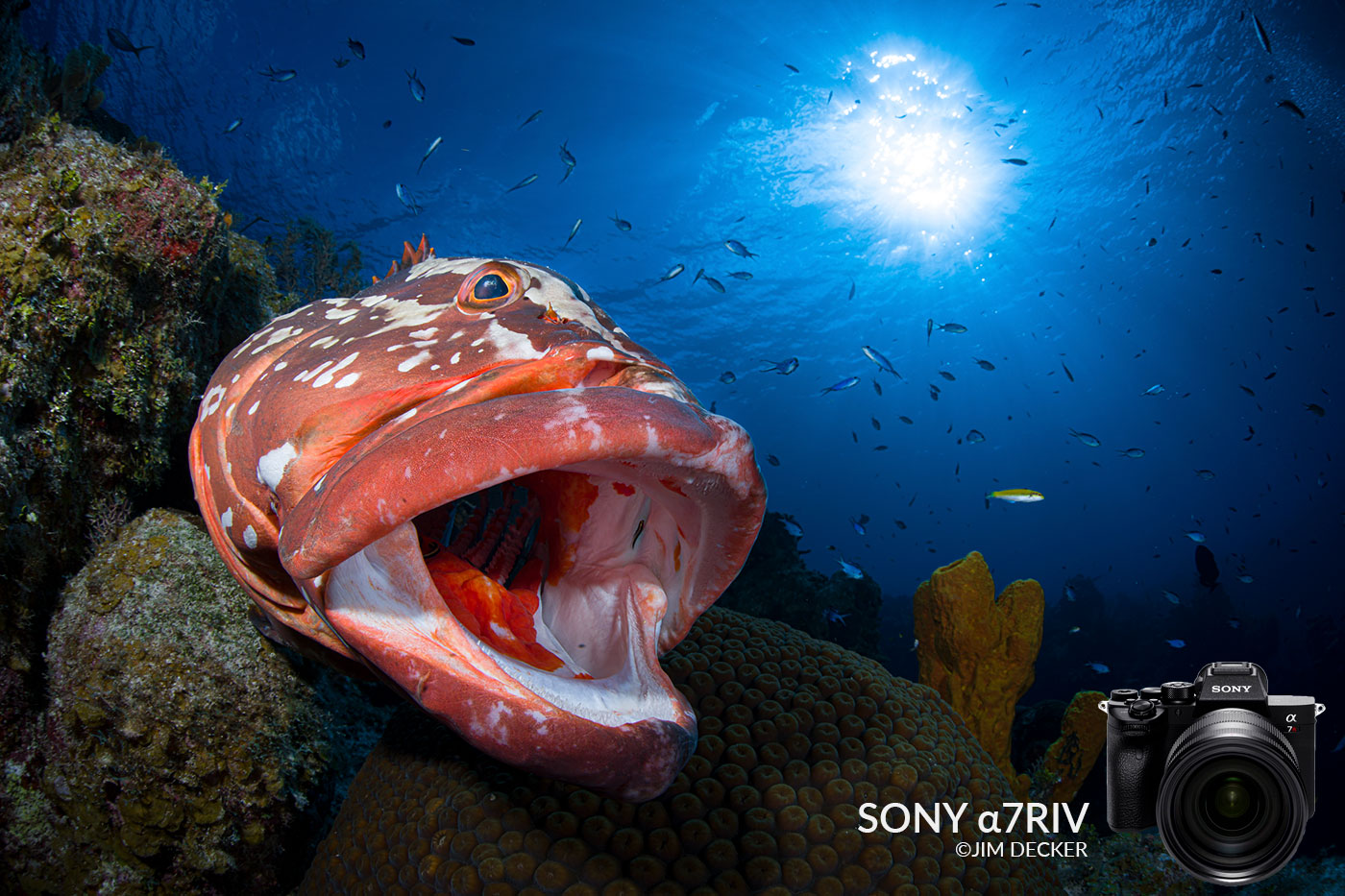 Sony a7R IV Underwater Camera Review