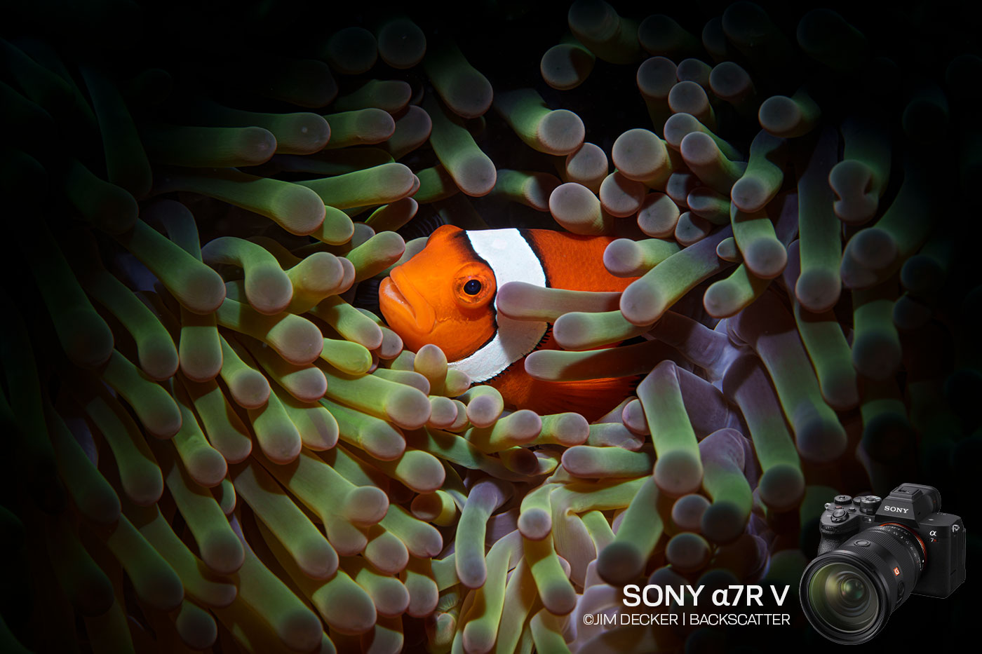 Sony a7R V Underwater Camera Review