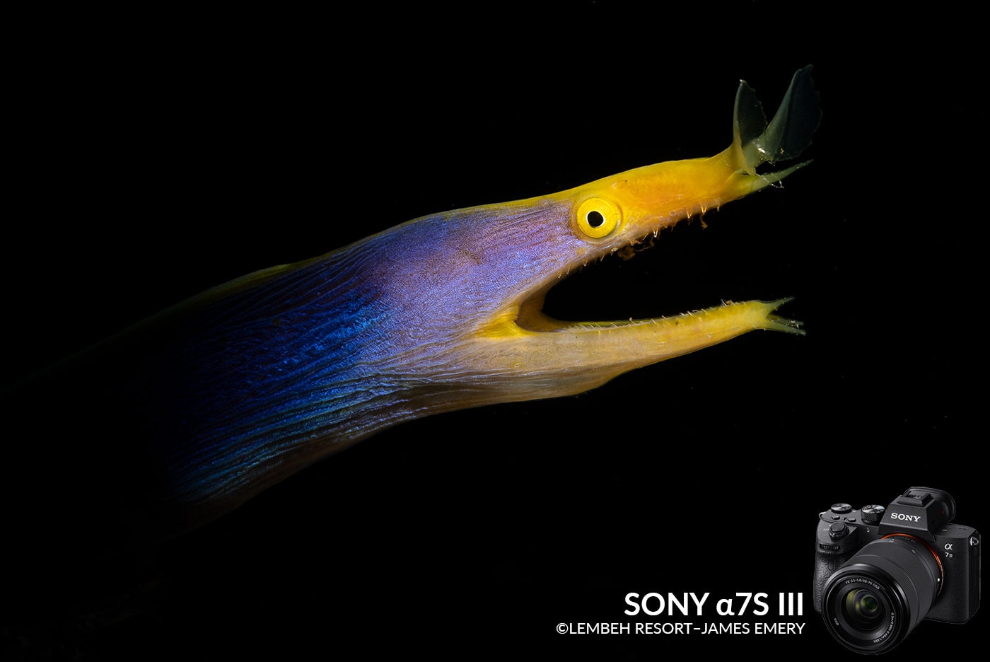 sony a7siii underwater