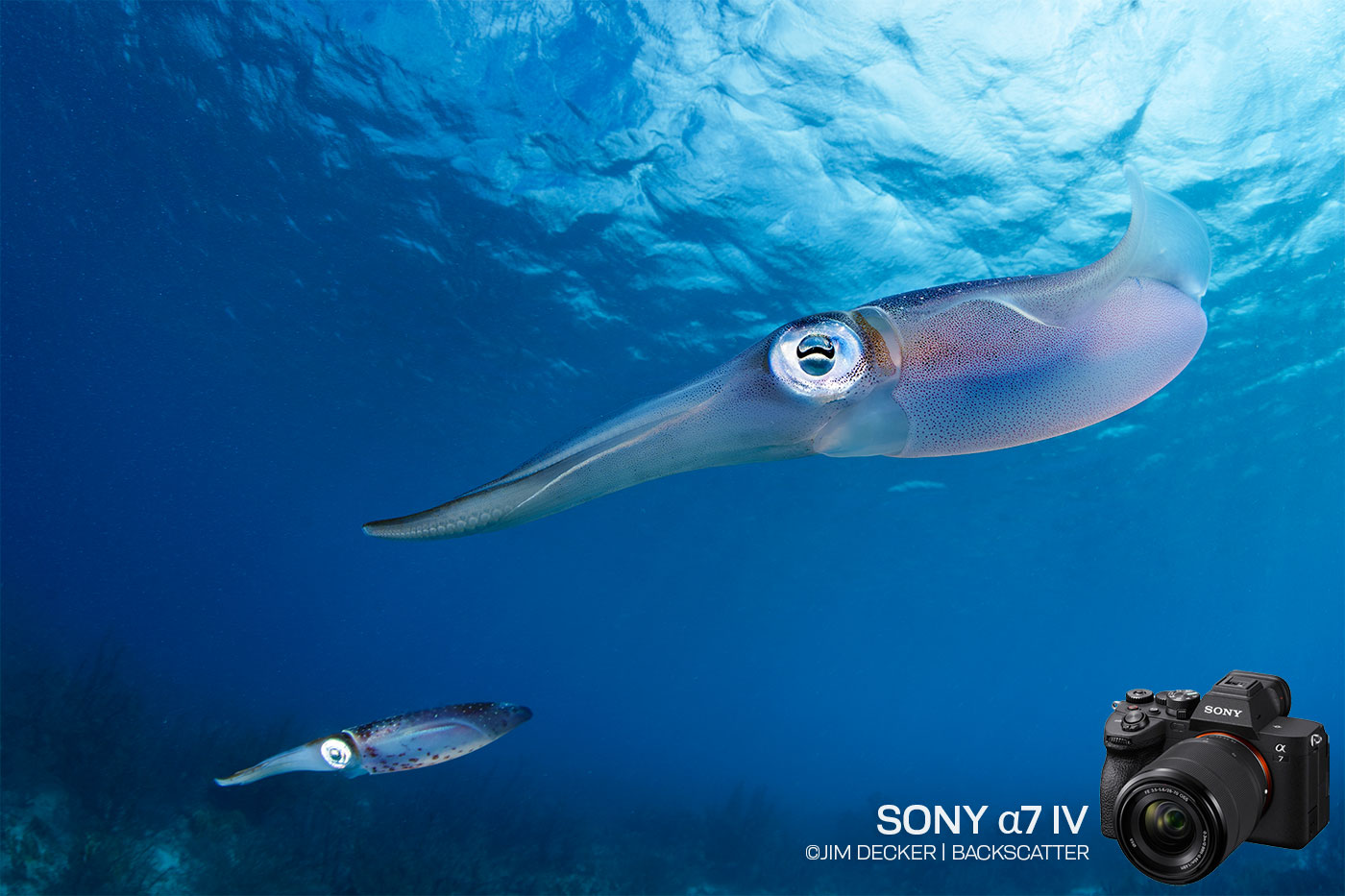 Sony a7 IV Underwater Camera Review