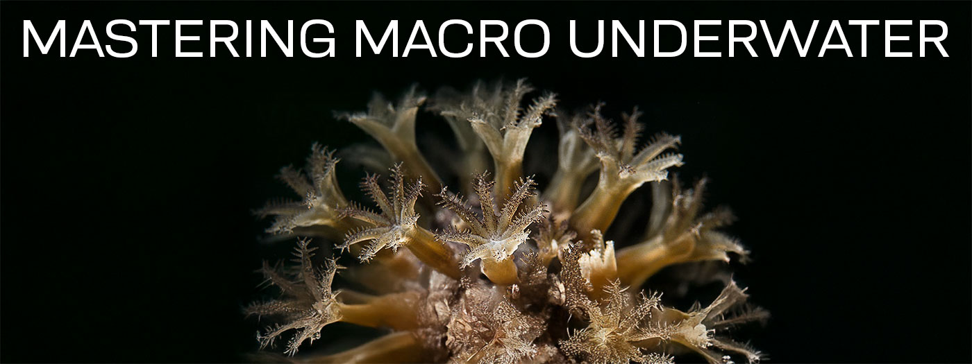 Mastering Macro Underwater
