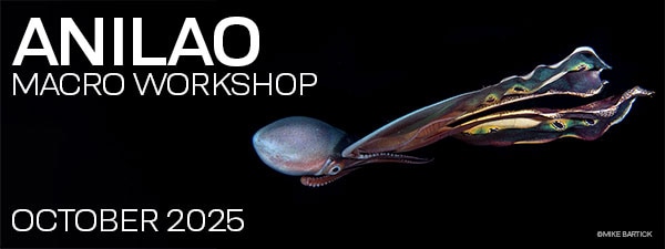 Macro & Blackwater Underwater Photography Workshops – Crystal Blue Resort – Anilao Philippines – October 12-22, 2025