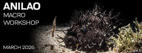 Macro & Blackwater Underwater Photography Workshops - Crystal Blue Resort – Anilao Philippines – March 8-18 / 18-22, 2026