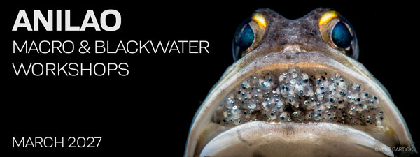 Macro & Blackwater Underwater Photography Workshops - Crystal Blue Resort – Anilao Philippines – Feb. 27- Mar. 13, 2027