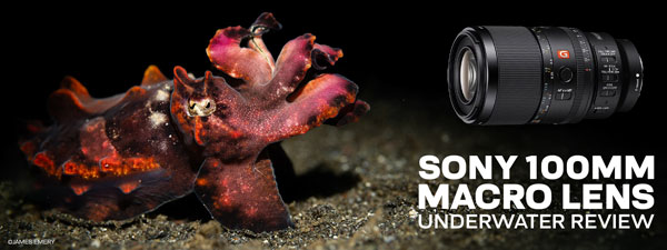 GoPro HERO 10 Underwater Review - Underwater Photography - Backscatter