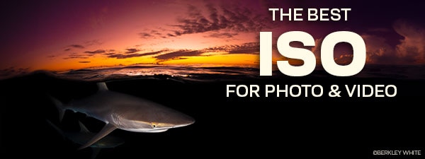 What Is The Best ISO For Underwater Photography & Video?