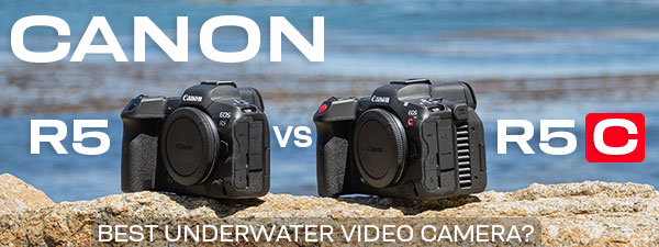 Canon R5 vs Canon R5C Underwater Review - The best underwater video camera?